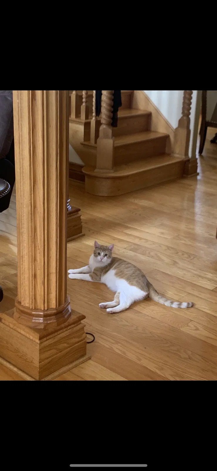 Lost cat in Palos Hills, IL, 60465