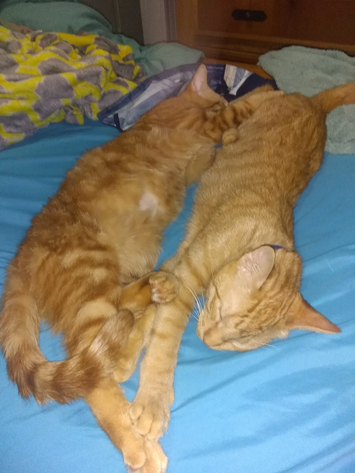Lost cat in Fulton, TX, 78358