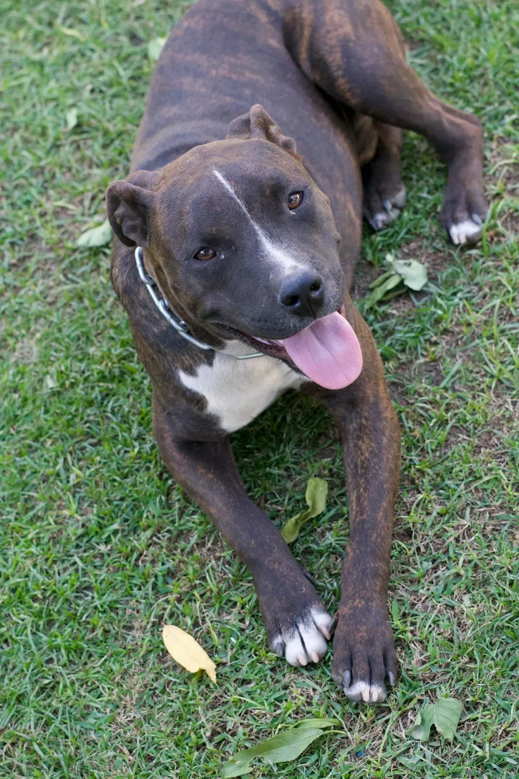 Lost dog in Bakersfield, CA, 93305