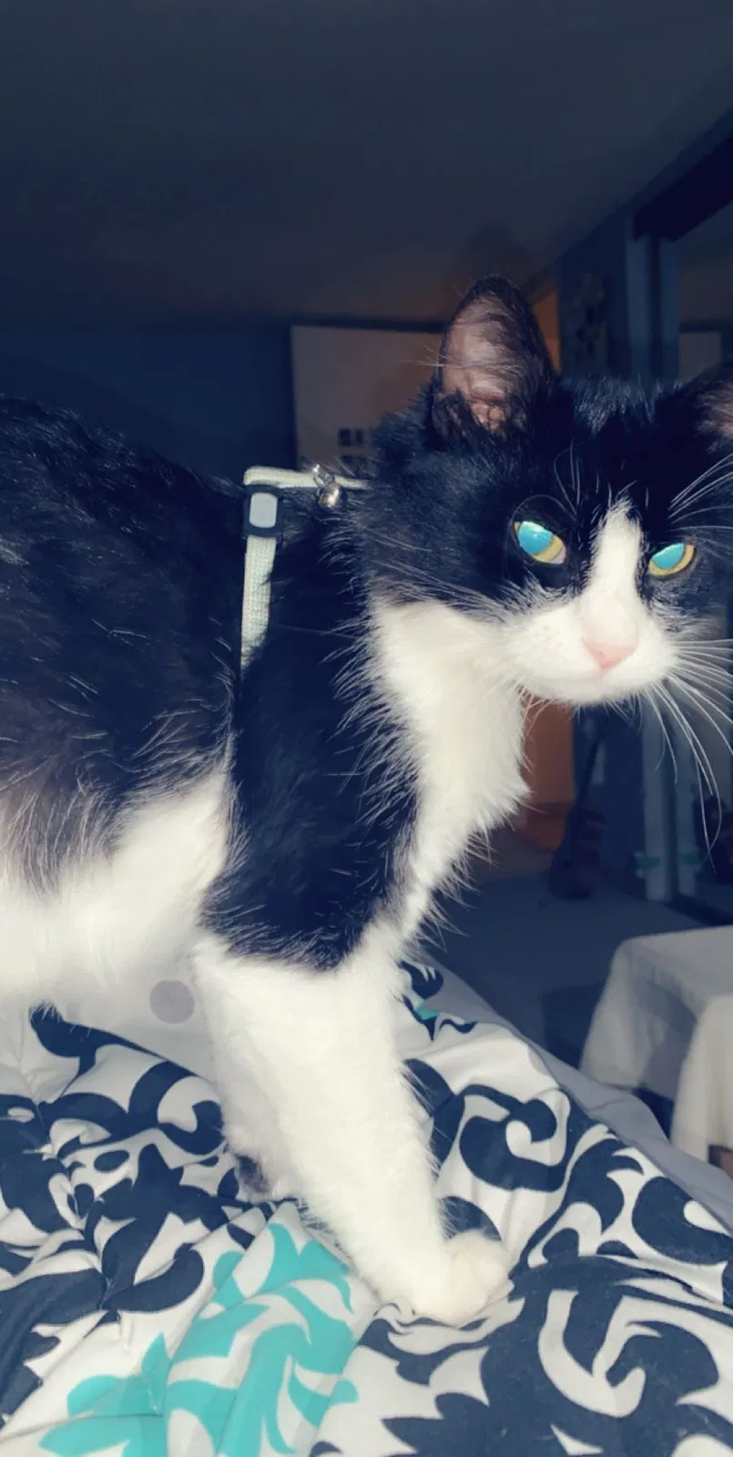 Lost cat in Unknown, CA, 0