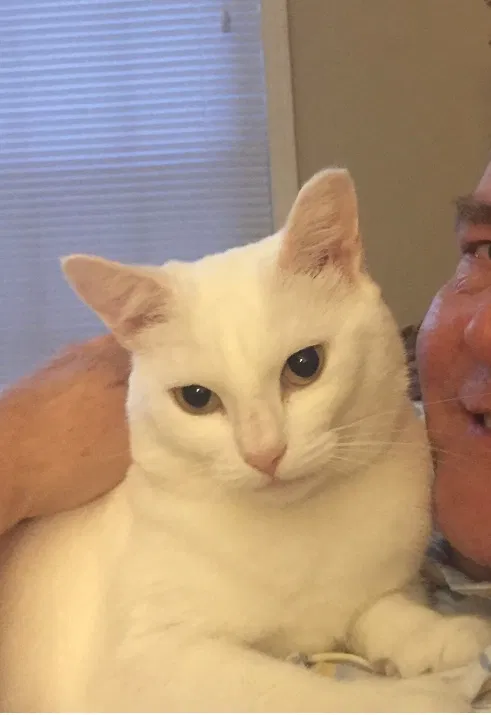 Lost cat in Mount Pleasant, SC, 29464