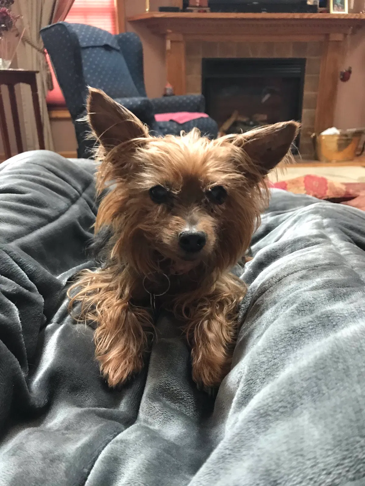 Lost dog in Hamburg, NY, 14075