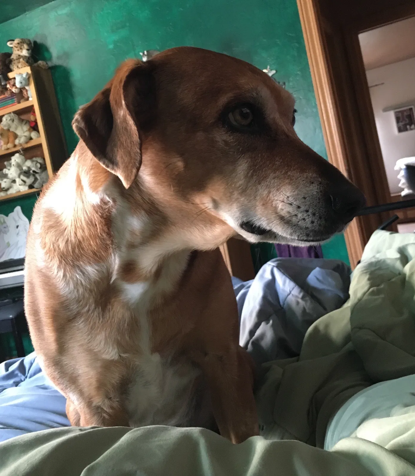Lost dog in Tucson, AZ, 85745