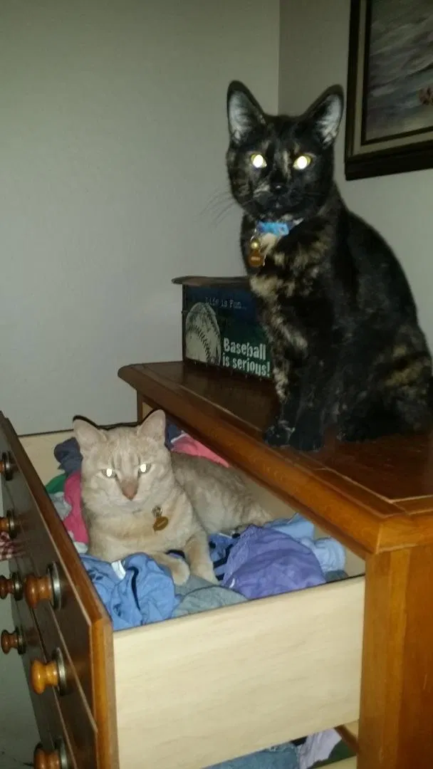 Lost cat in Goodyear, AZ, 85338
