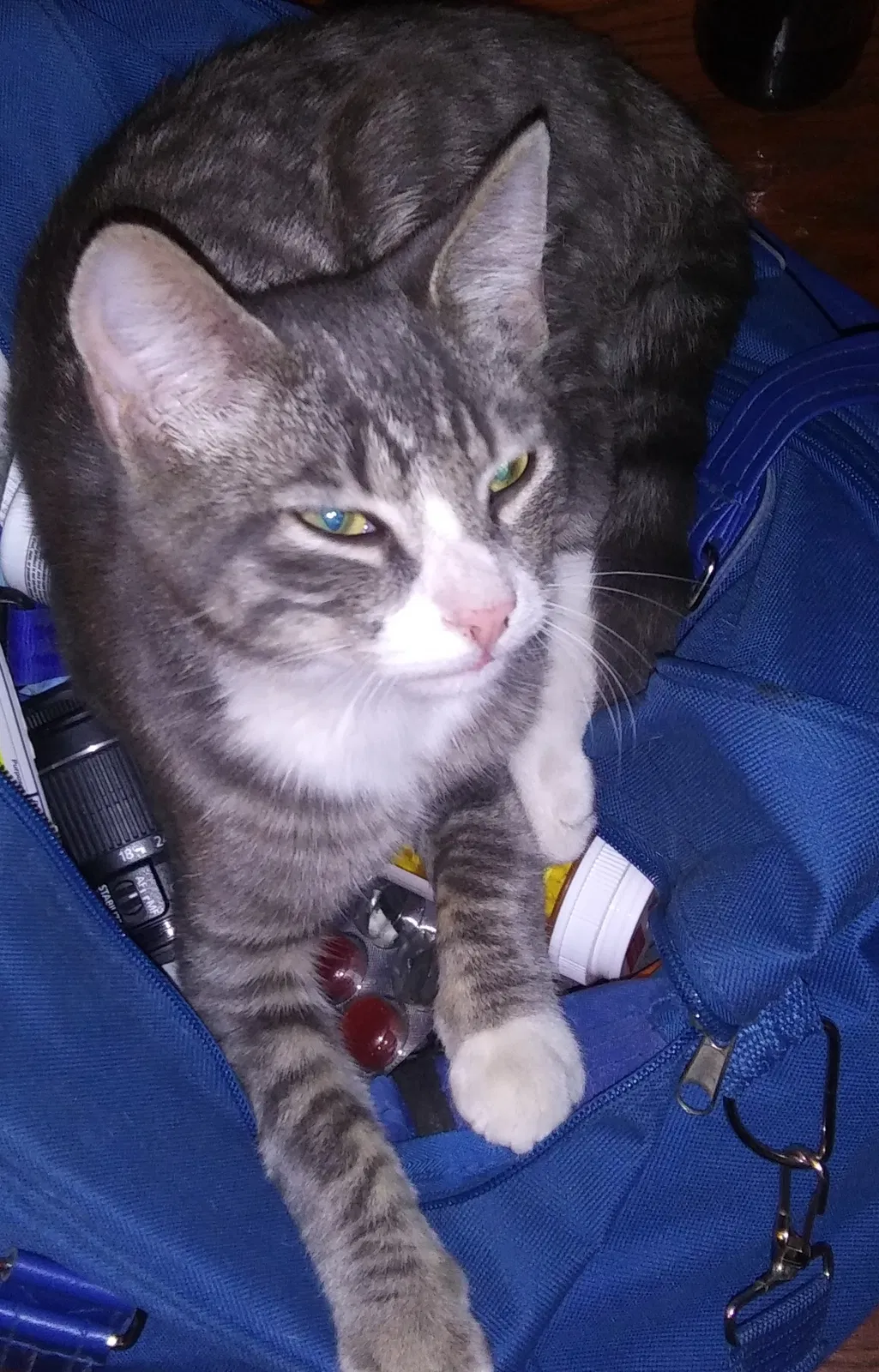 Lost cat in Keystone Heights, FL, 32656