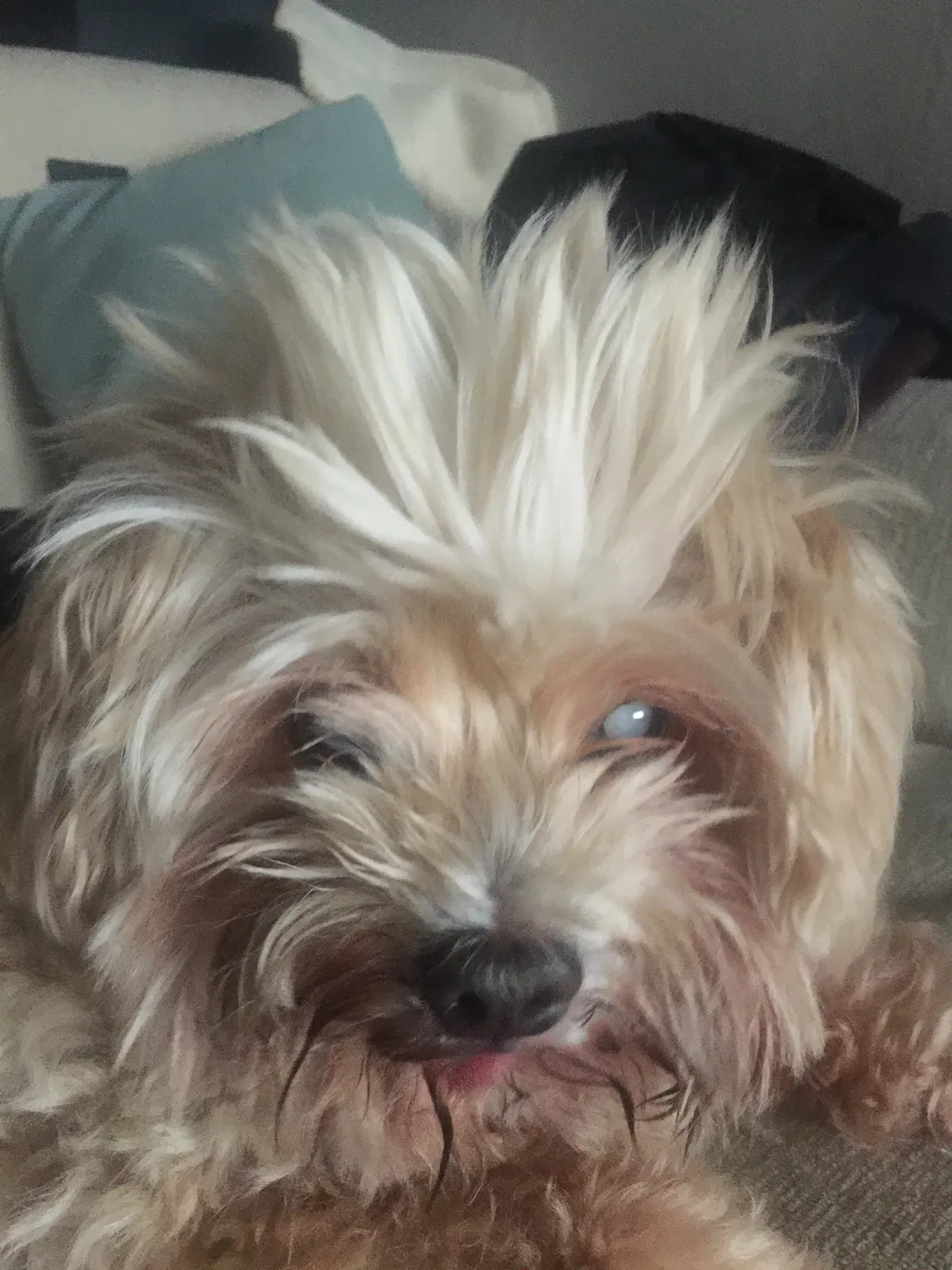 Lost dog in Northridge, CA, 91324