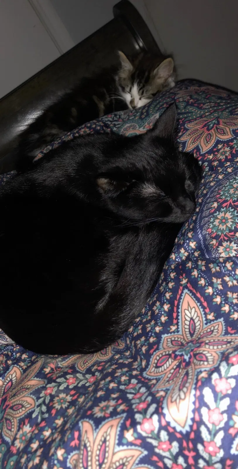 Lost cat in Rockwell, NC, 28138
