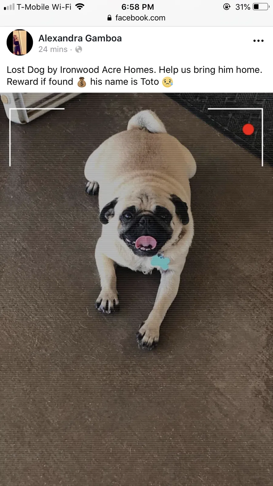 Lost dog in Imperial, CA, 92251