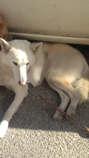 Lost dog in Los Gatos, CA, 95033