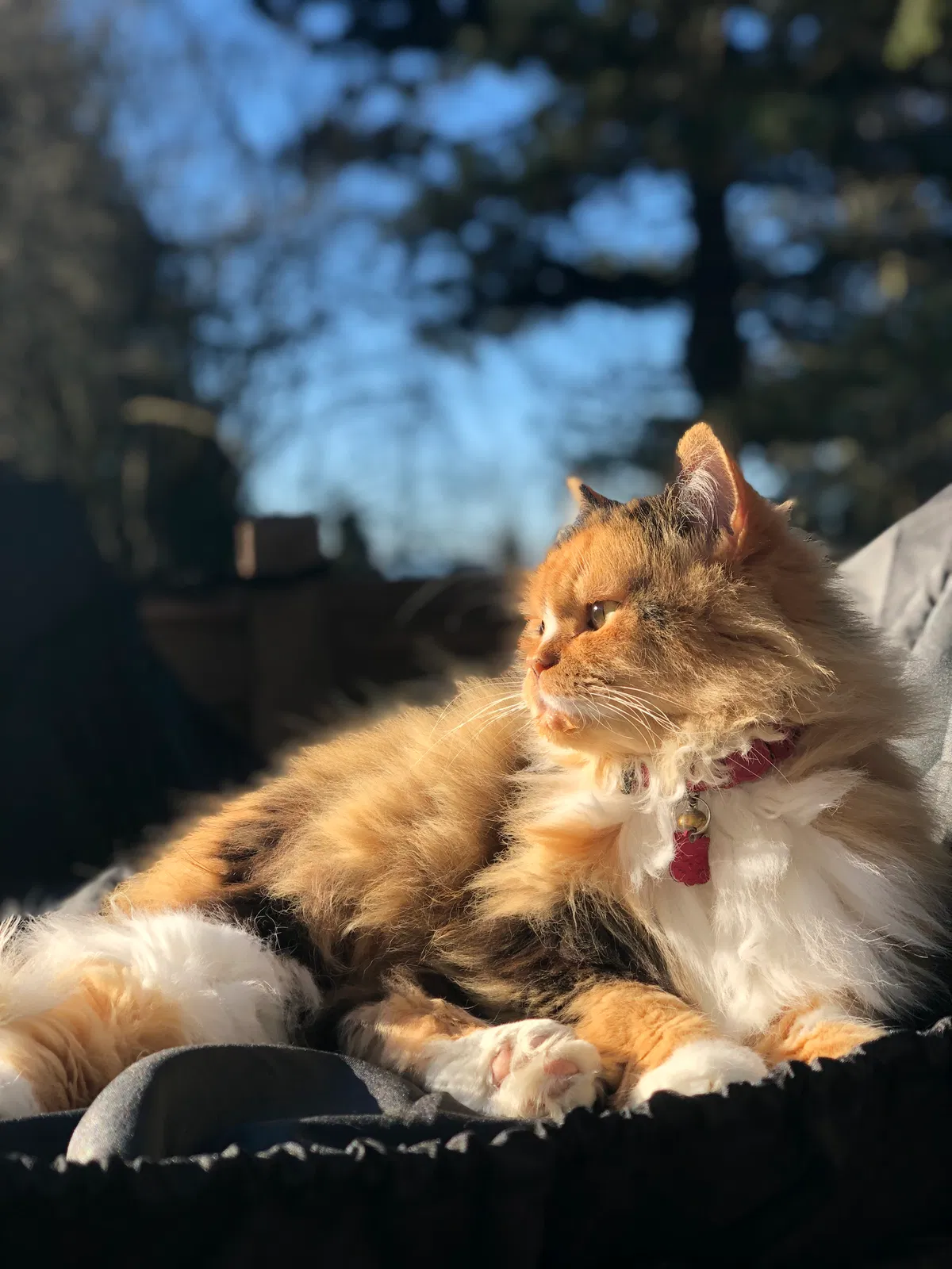 Lost cat in Lynnwood, WA, 98037
