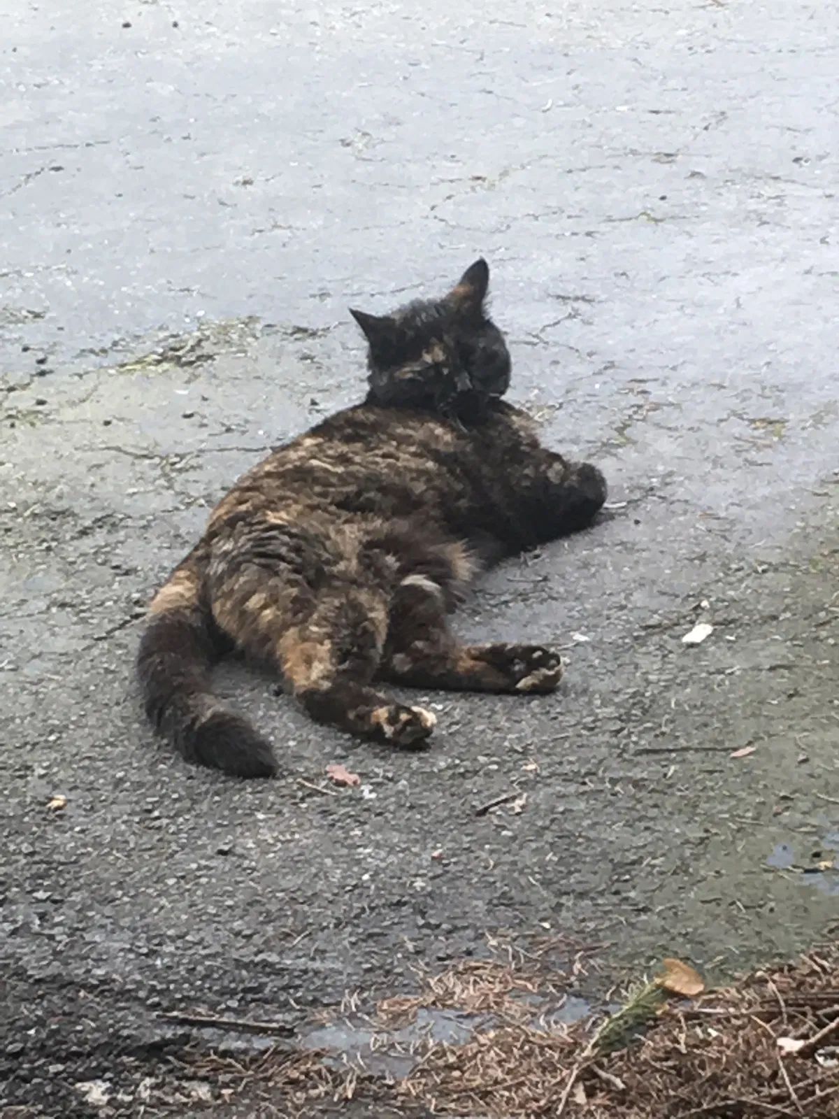 Lost cat in Grosse Pointe, MI, 48230