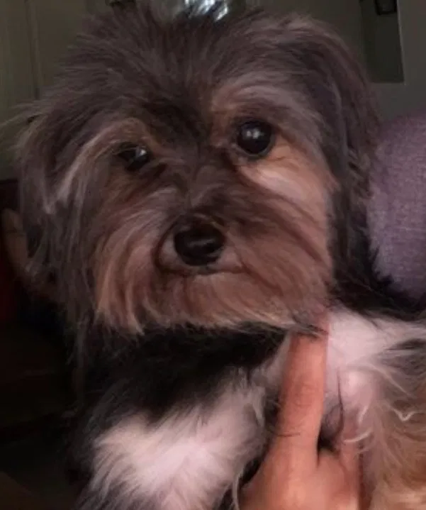 Lost dog in Bakersfield, CA, 93304