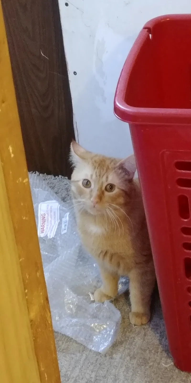 Lost cat in Isanti, MN, 55040