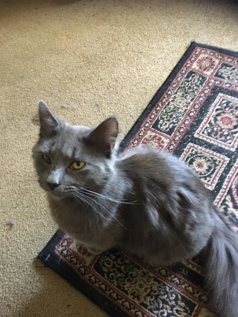 Lost cat in Stockton, CA, 95207