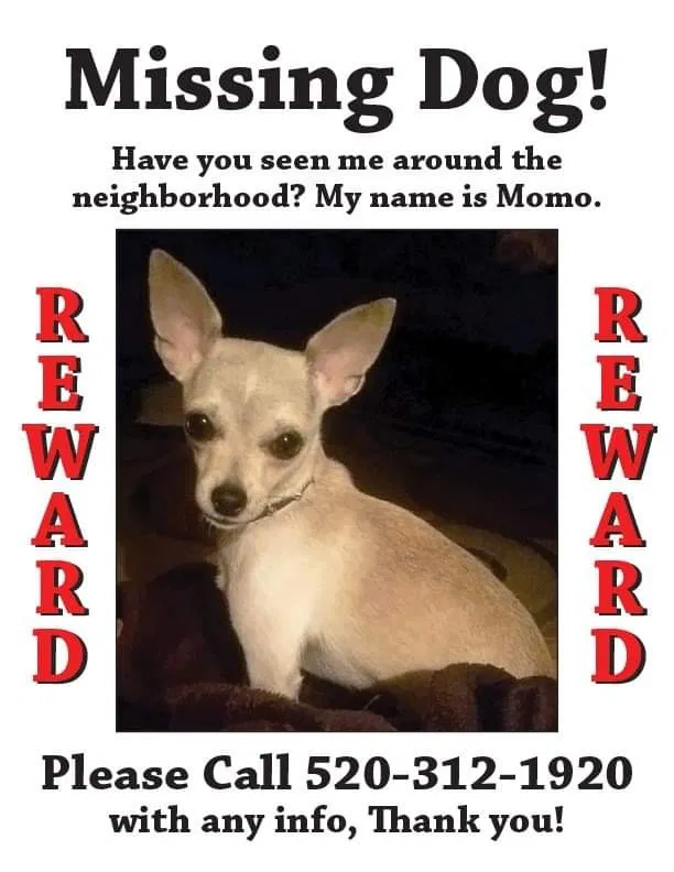 Lost dog in Tucson, AZ, 85748