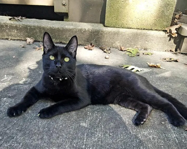 Lost cat in New Port Richey, FL, 34652