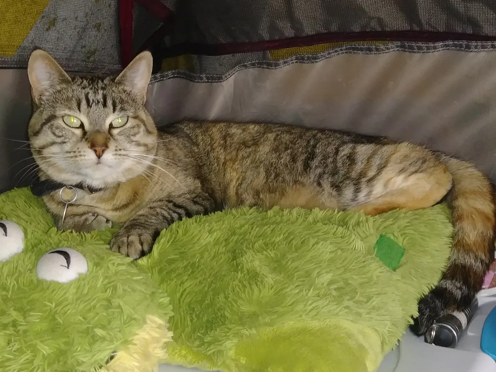 Lost cat in Colorado Springs, CO, 80904