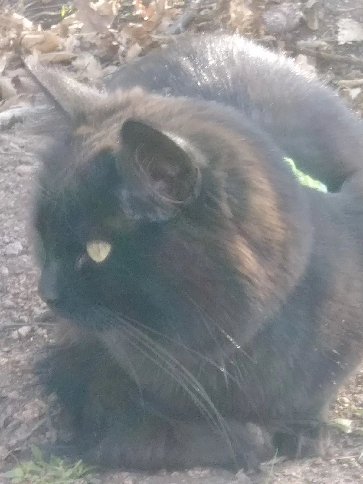 Lost cat in Colorado Springs, CO, 80904