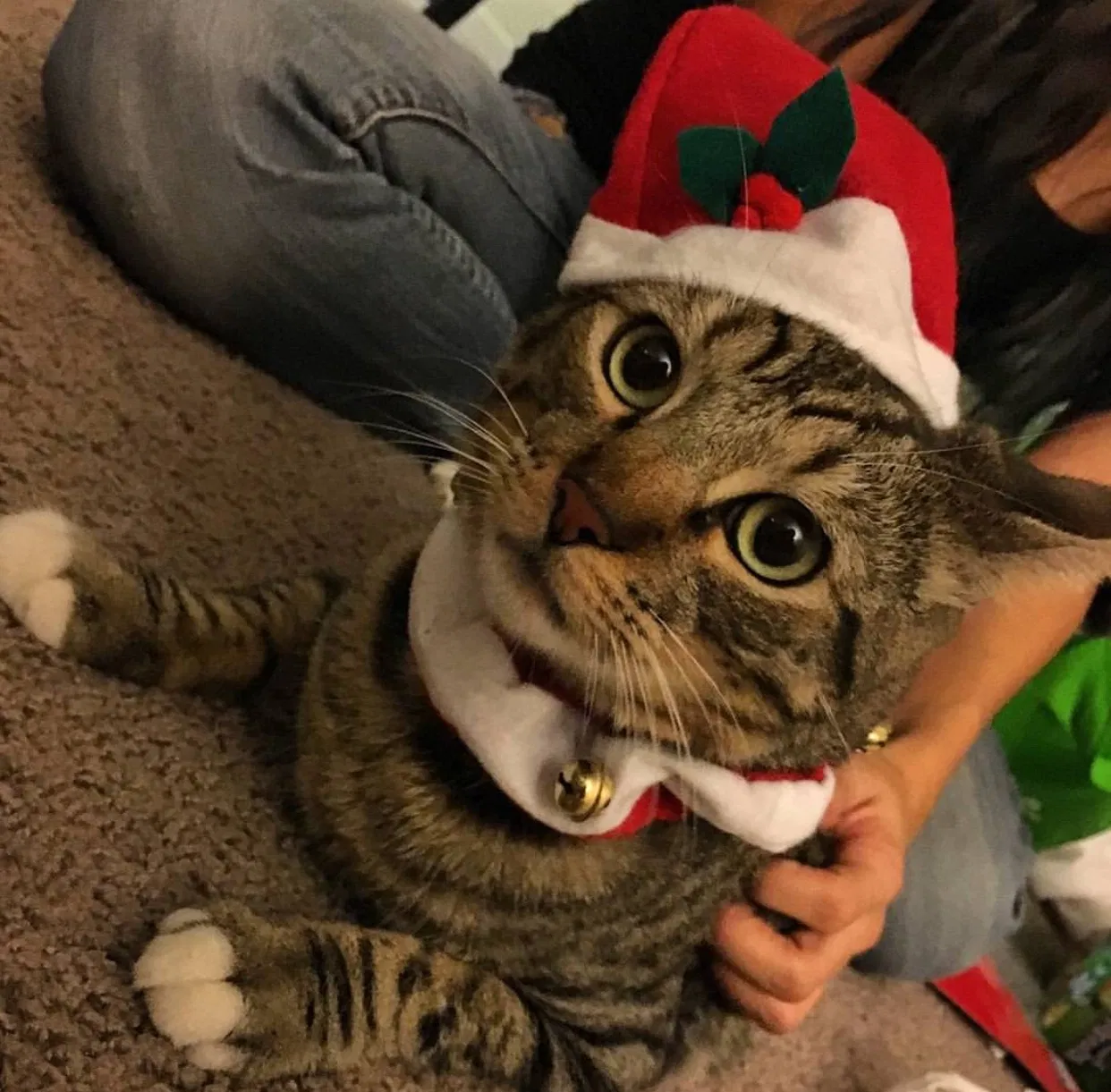 Lost cat in San Diego, CA, 92154