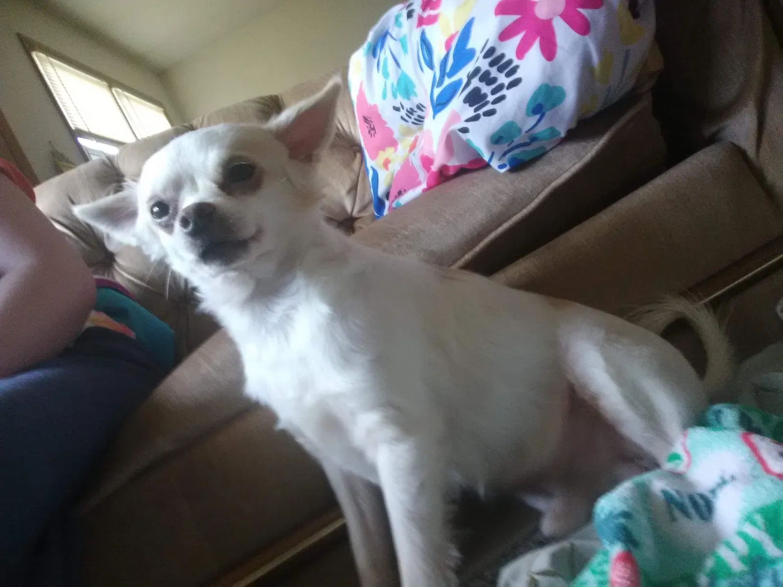 Lost dog in Sarcoxie, MO, 64862