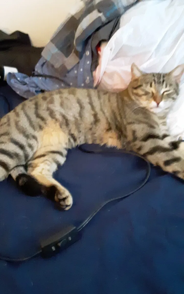 Lost cat in Mesa, AZ, 85209
