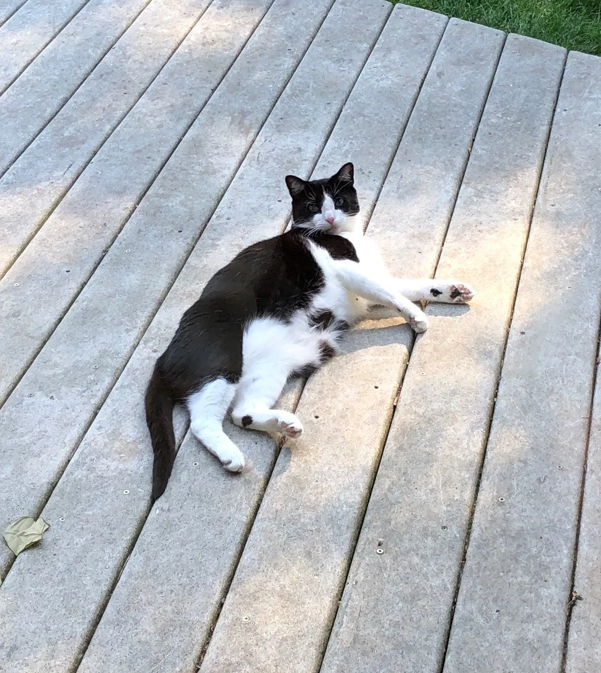 Lost cat in Libertyville, IL, 60048
