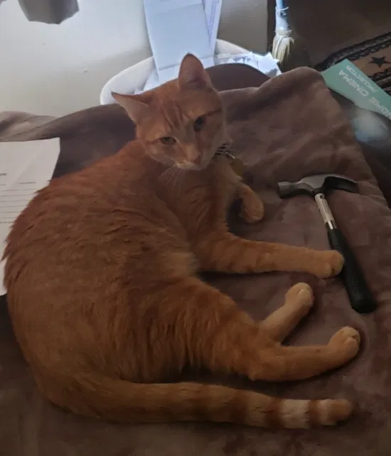 Lost cat in Unknown, VA, 0