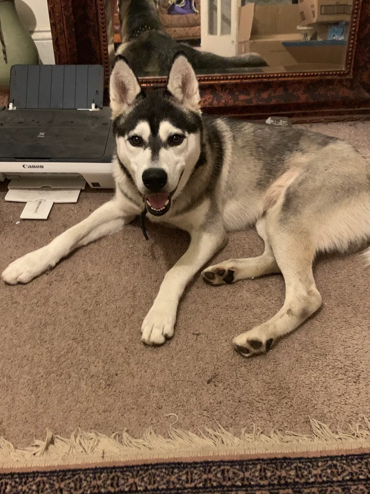 Found dog in Greensboro, NC, 27403