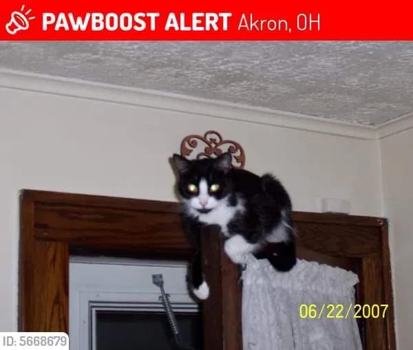 Lost cat in Akron, OH, 44314