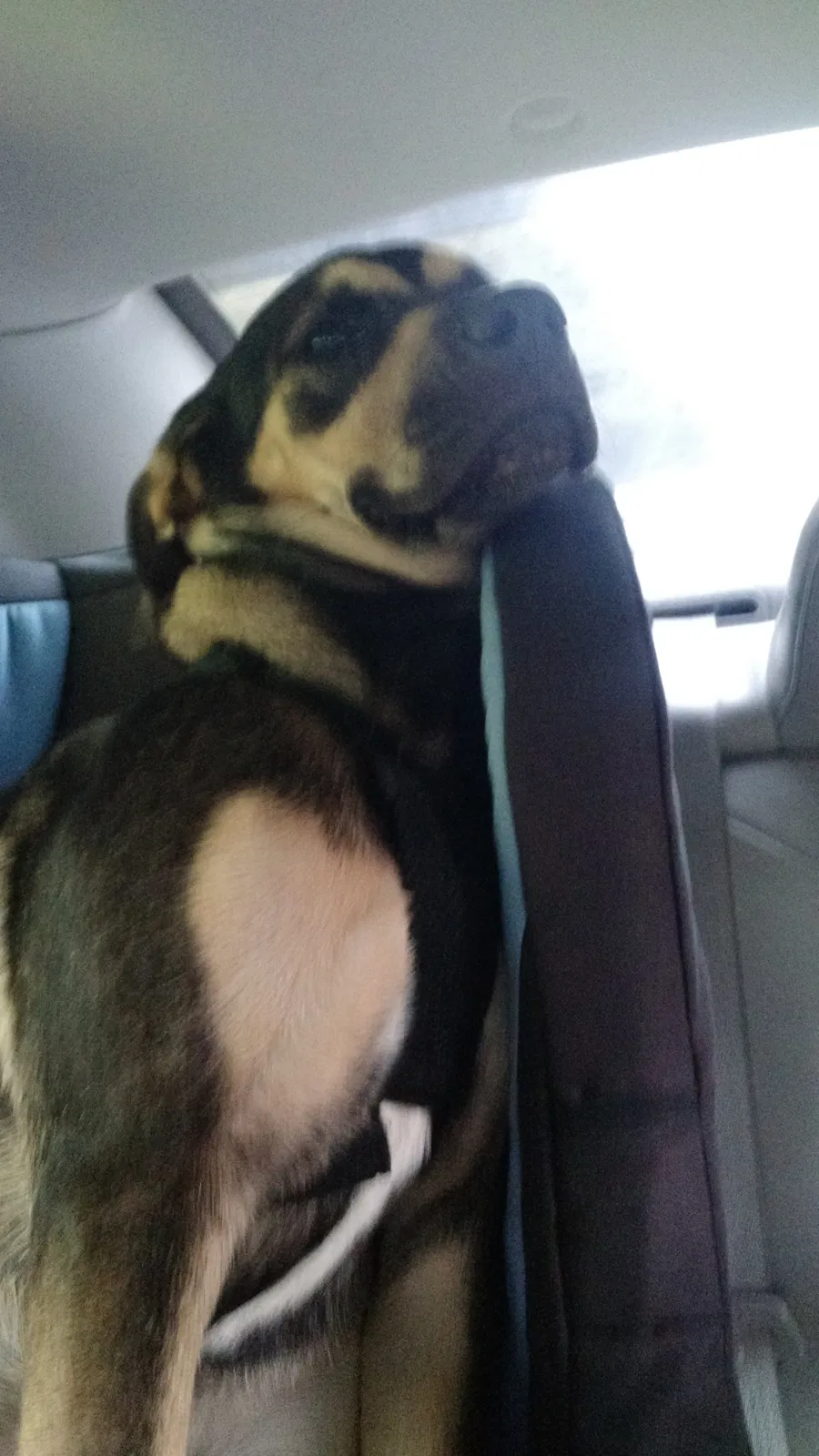 Lost dog in Freedom, ME, 4941