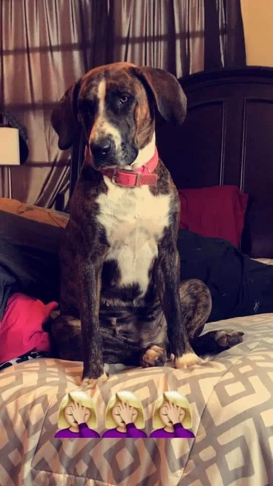 Lost dog in Idalou, TX, 79329