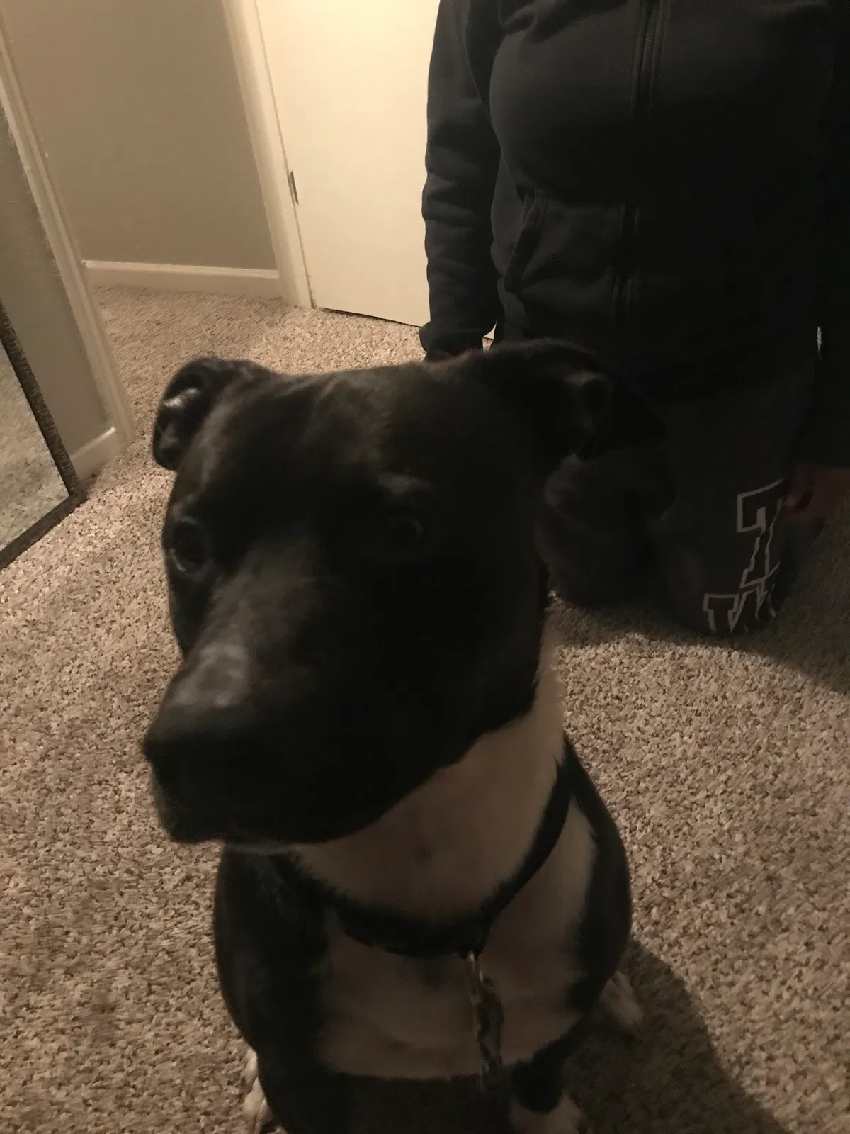 Lost dog in Fort Worth, TX, 76112