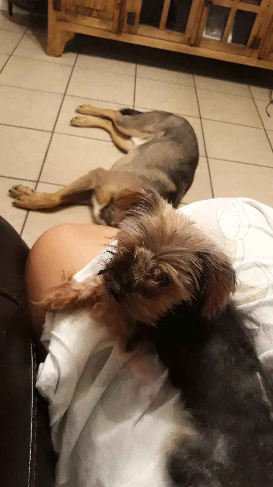 Lost dog in Fort Worth, TX, 76179