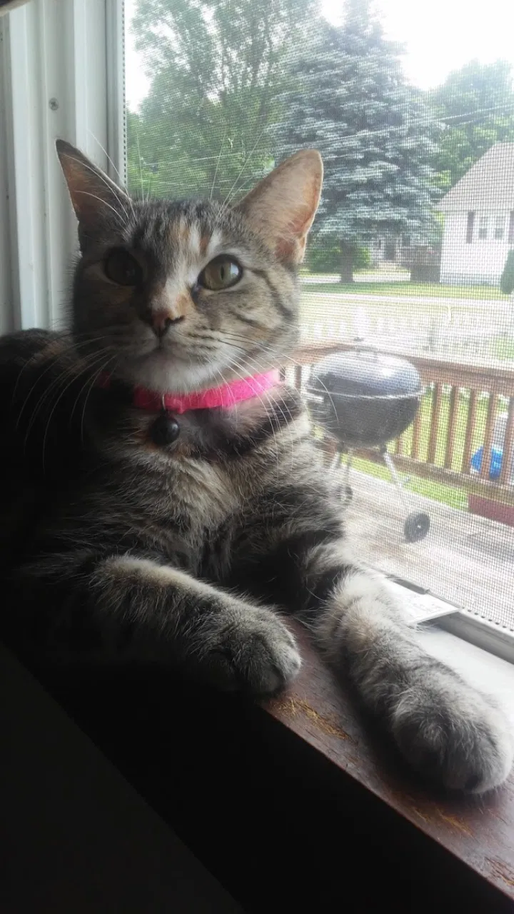 Lost cat in Bellefontaine, OH, 43311