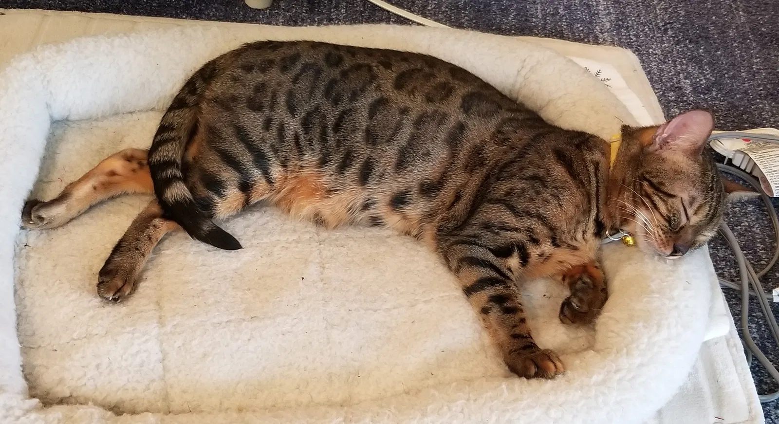 Lost cat in Foley, AL, 36535