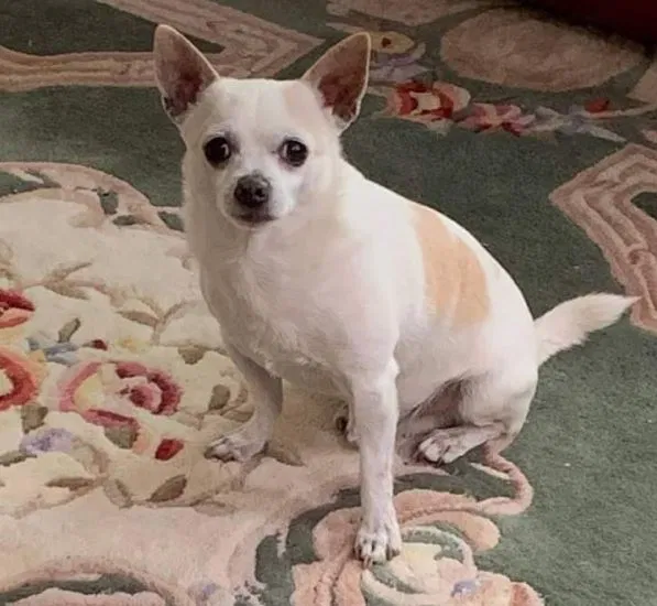 Lost dog in Fresh Meadows, NY, 11366