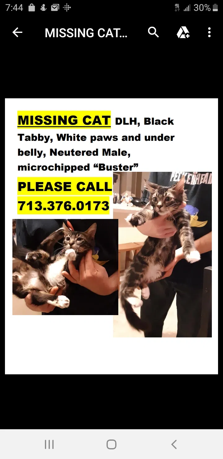 Lost cat in Spring, TX, 77388