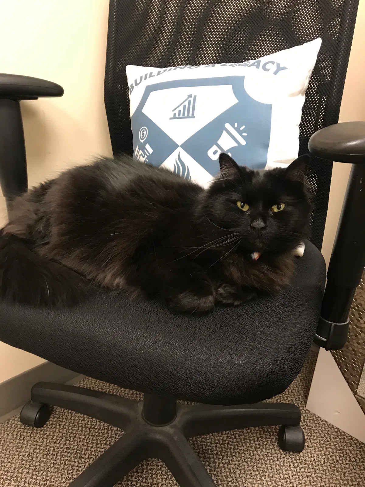 Lost cat in Selden, NY, 11784