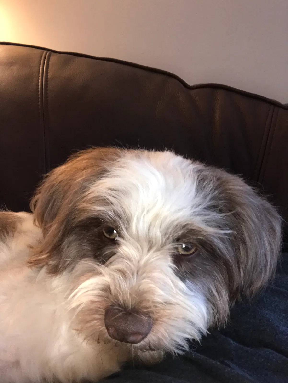 Lost dog in Louisville, KY, 40241