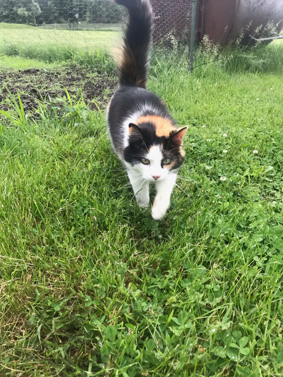 Lost cat in Des Moines, IA, 50313