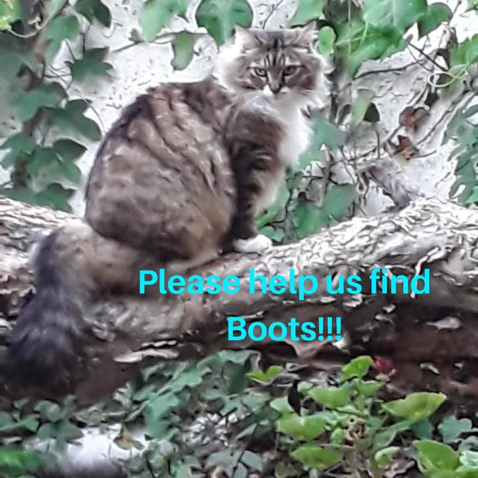 Lost cat in San Juan Capistrano, CA, 92675
