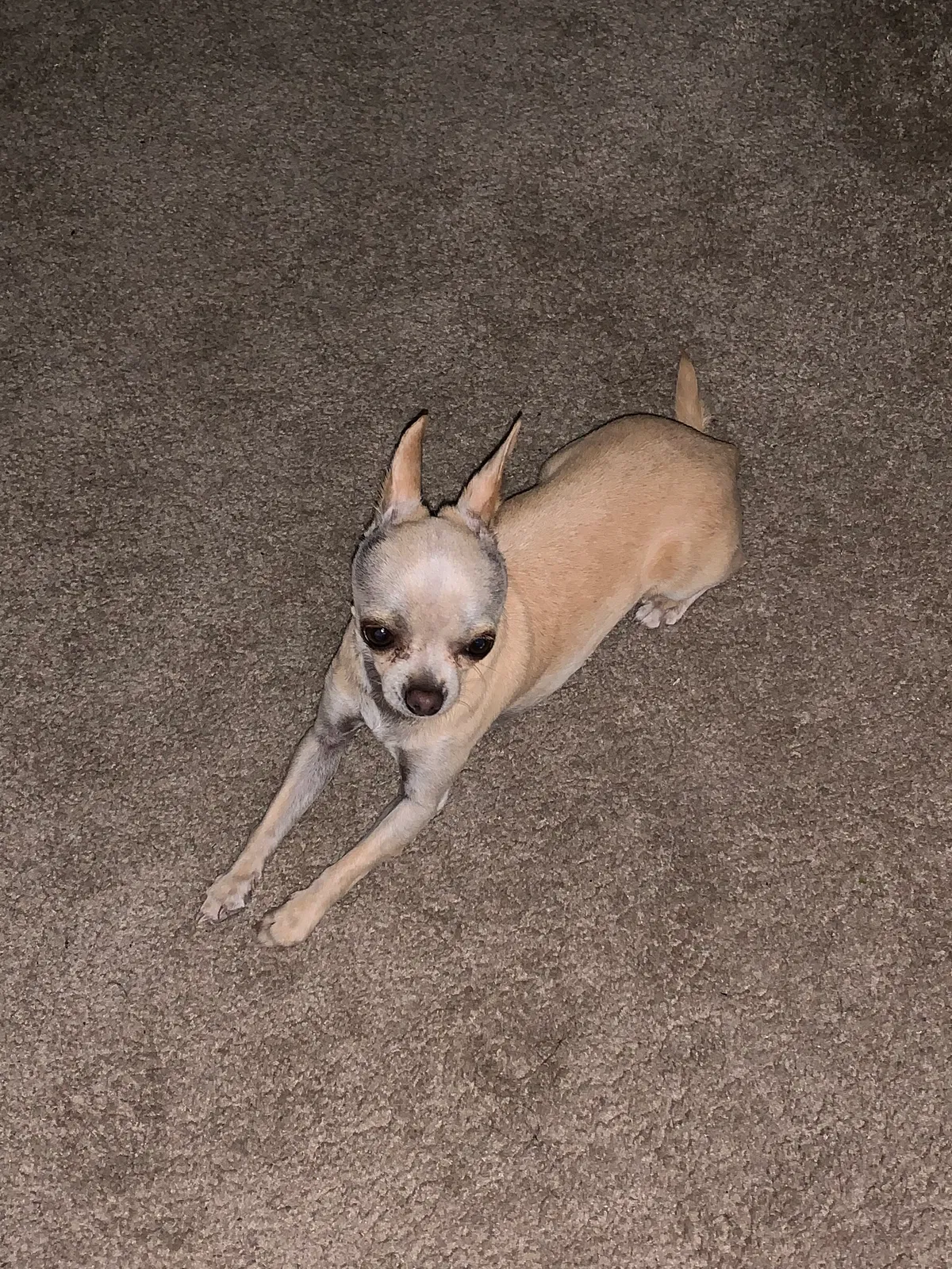 Lost dog in Albuquerque, NM, 87108