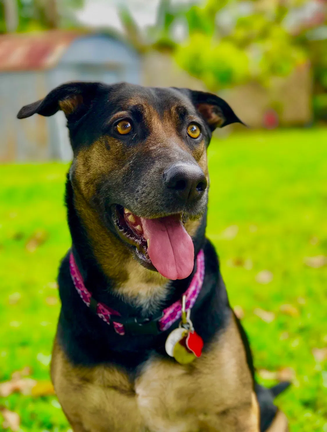 Lost dog in Miami, FL, 33157