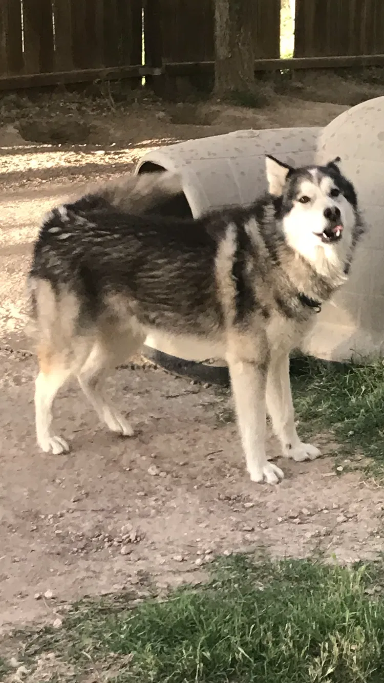 Lost dog in Midland, TX, 79701