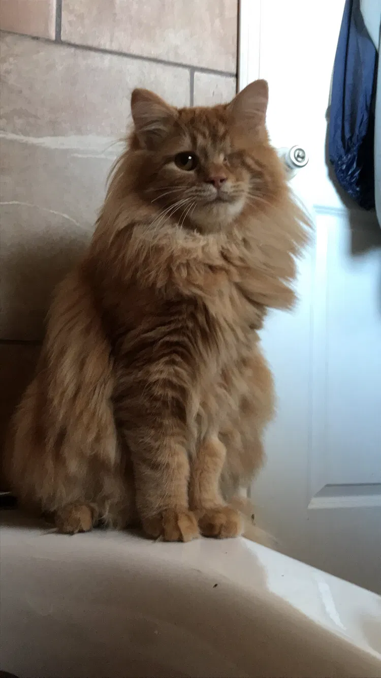 Lost cat in Huntington, WV, 25701