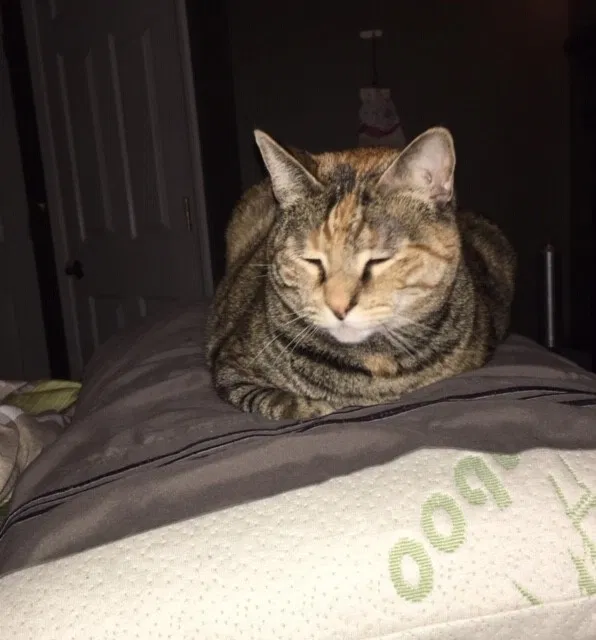 Lost cat in Matawan, NJ, 7747