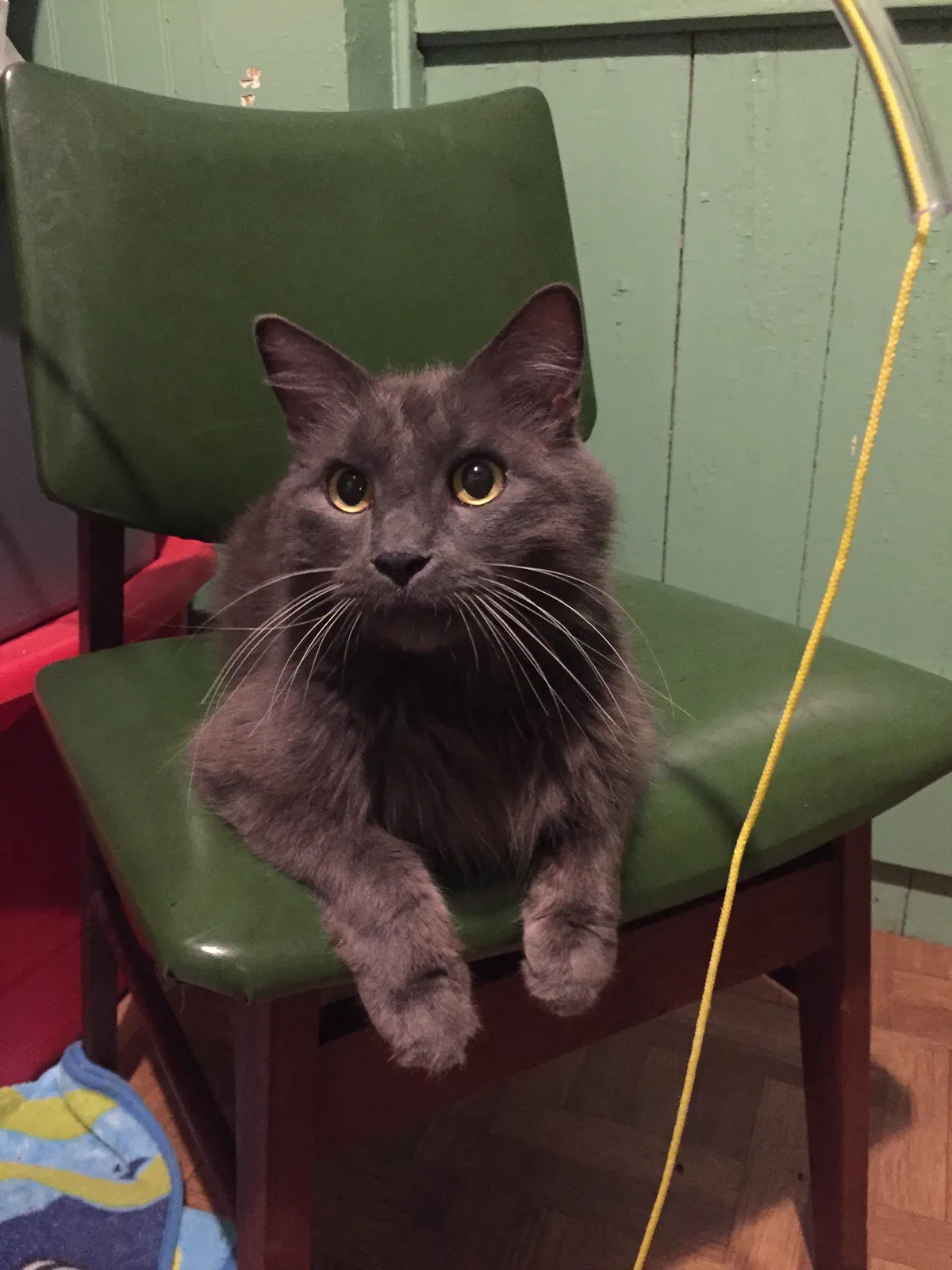 Lost cat in Easton, MD, 21601