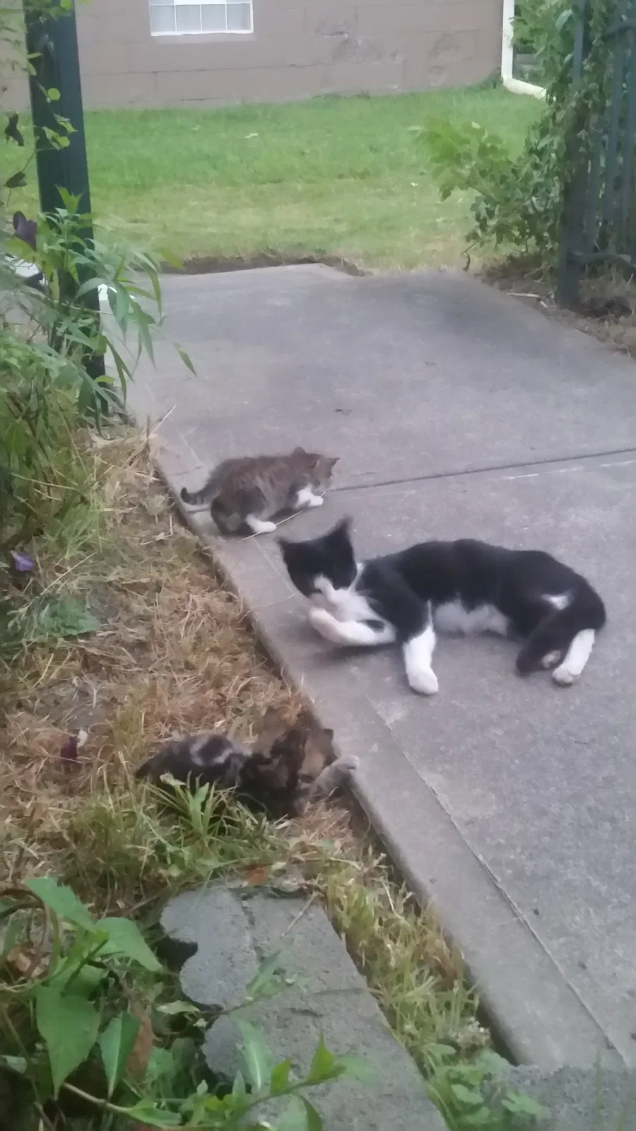 Lost cat in Unknown, OH, 0
