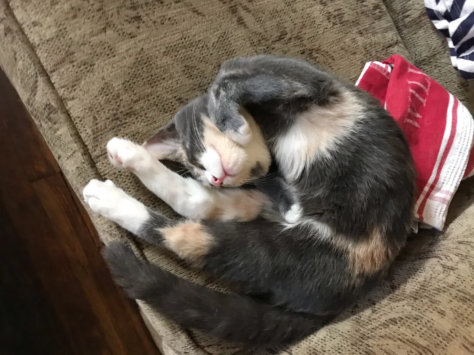 Lost cat in Grove City, OH, 43123