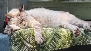 Lost cat in Tulsa, OK, 74105